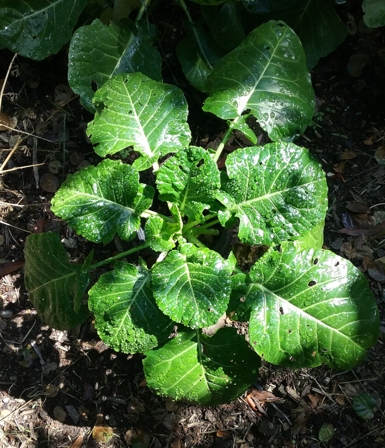 Vegetable Seed S - Z